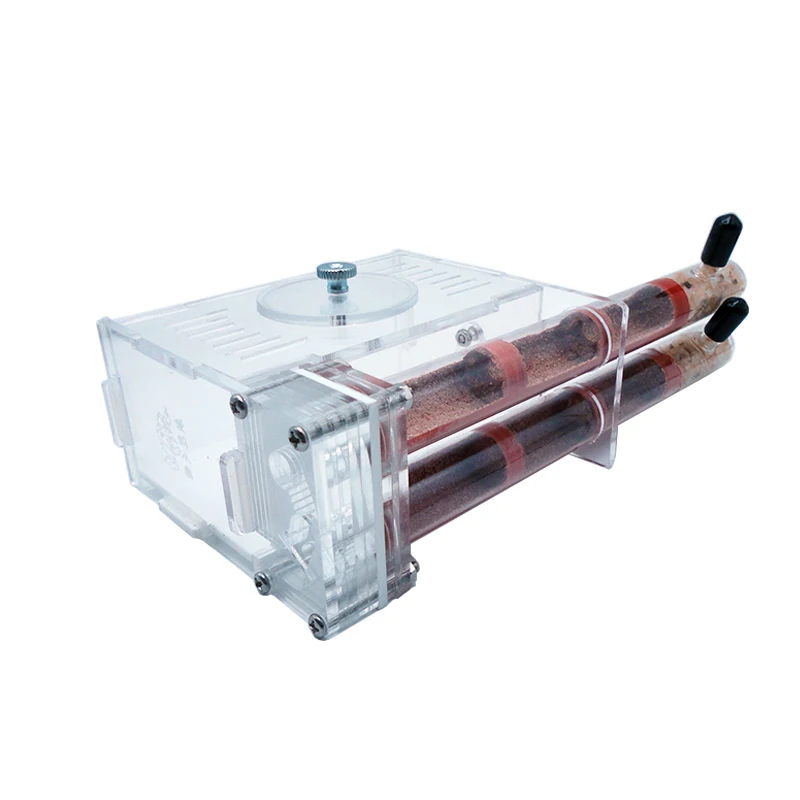 Begonia Rex - DIY 개미 농장 2 개 18-180mm