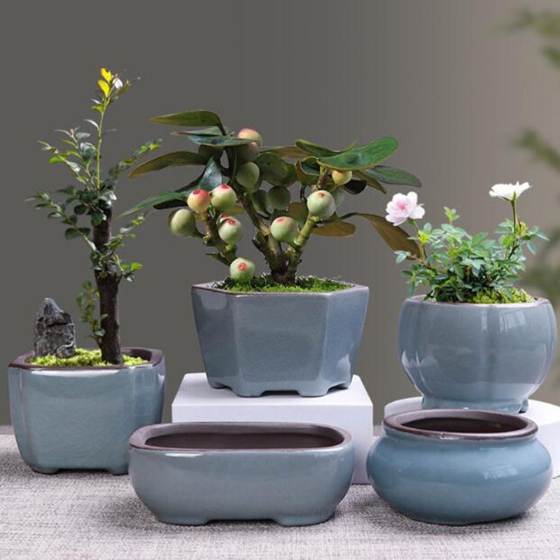 Echeveria Succulent - 레트로 세라믹 꽃 냄비, 아스파라거스, 다육