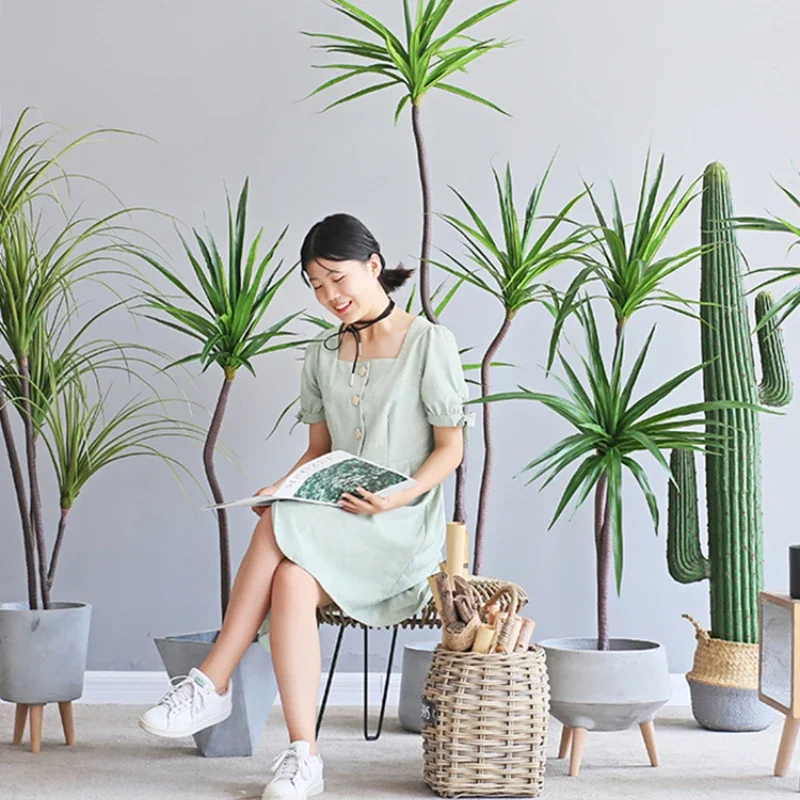 Dracaena Marginata - 시뮬레이션 공장 Dracaena Marginata Dracaena Sago
