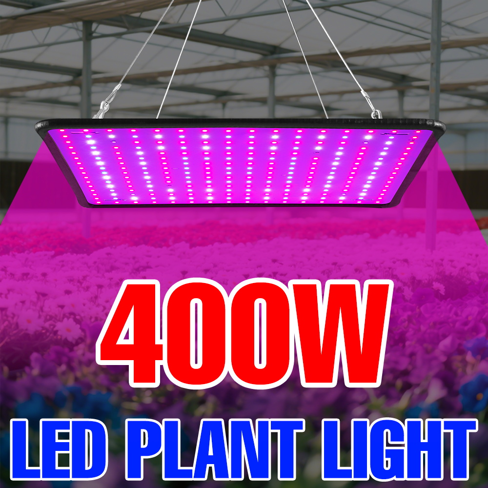 400W LED 식물 성장등 풀 스펙트럼 퀀텀 보드 실 - Echeveria Succulent 리뷰 및 가격
