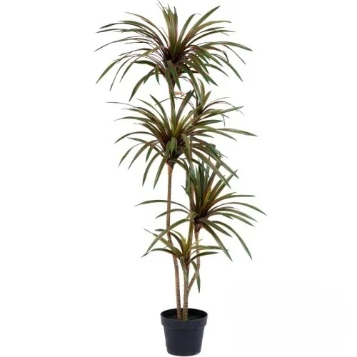 시뮬레이션 컬러풀 포니테일 아이언 드라세나 마르티나타  - Dracaena Marginata 리뷰 및 가격