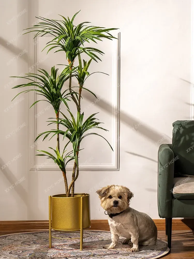시뮬레이션 컬러풀 포니테일 아이언 드라세나 마르티나타  - Dracaena Marginata 리뷰 및 가격