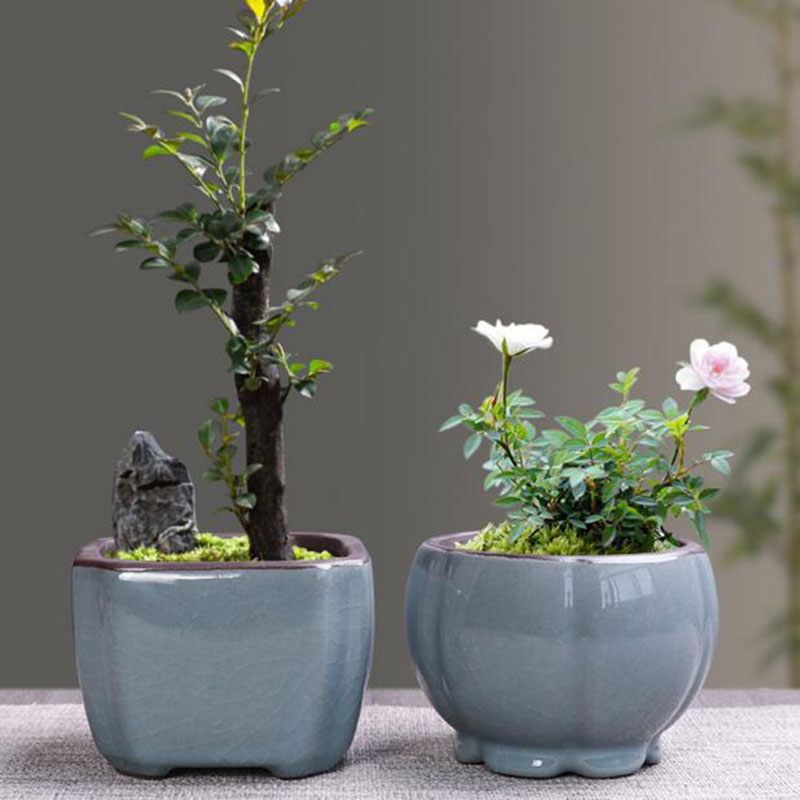 레트로 세라믹 꽃 냄비, 아스파라거스, 다육 식물 냄비 - Echeveria Succulent 리뷰 및 가격