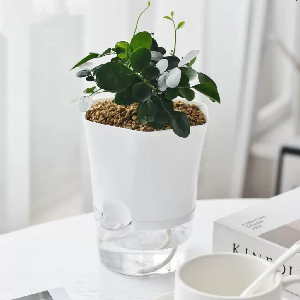 투명 플라스틱 자체 급수 식물 냄비 즙이 많은 식물 화 - Aloe Vera Pot 리뷰 및 가격