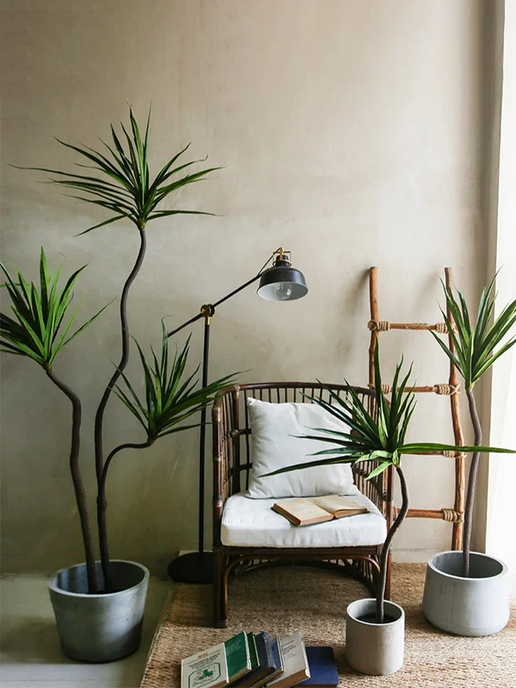 시뮬레이션 공장 Dracaena Marginata Dr - Dracaena Marginata 리뷰 및 가격