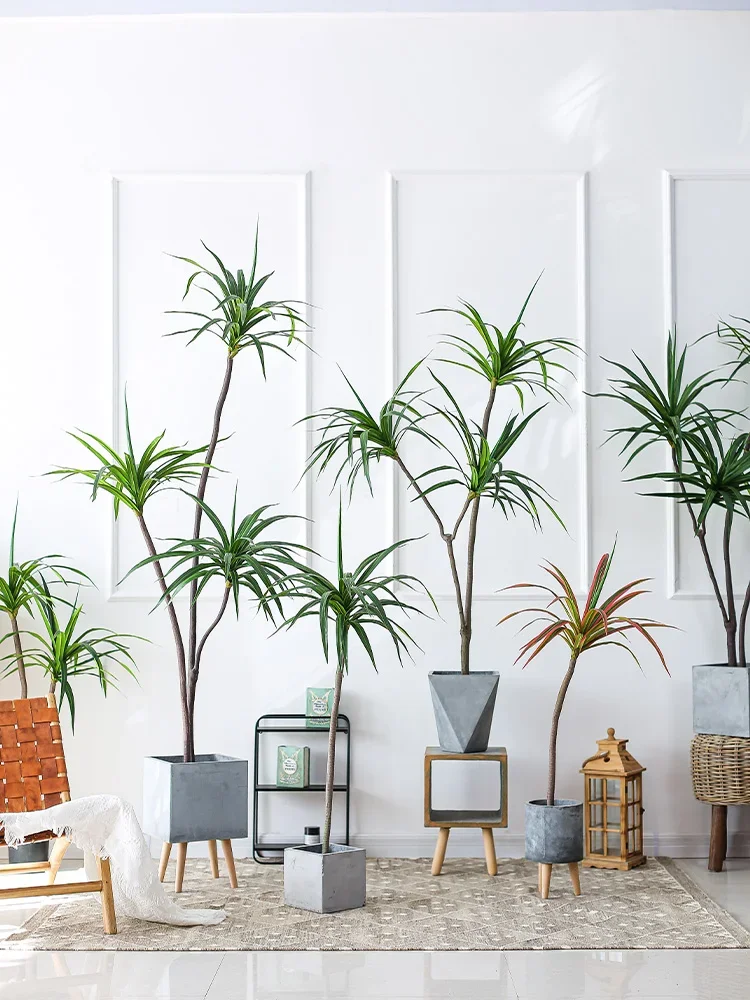 시뮬레이션 공장 Dracaena Marginata Dr - Dracaena Marginata 리뷰 및 가격
