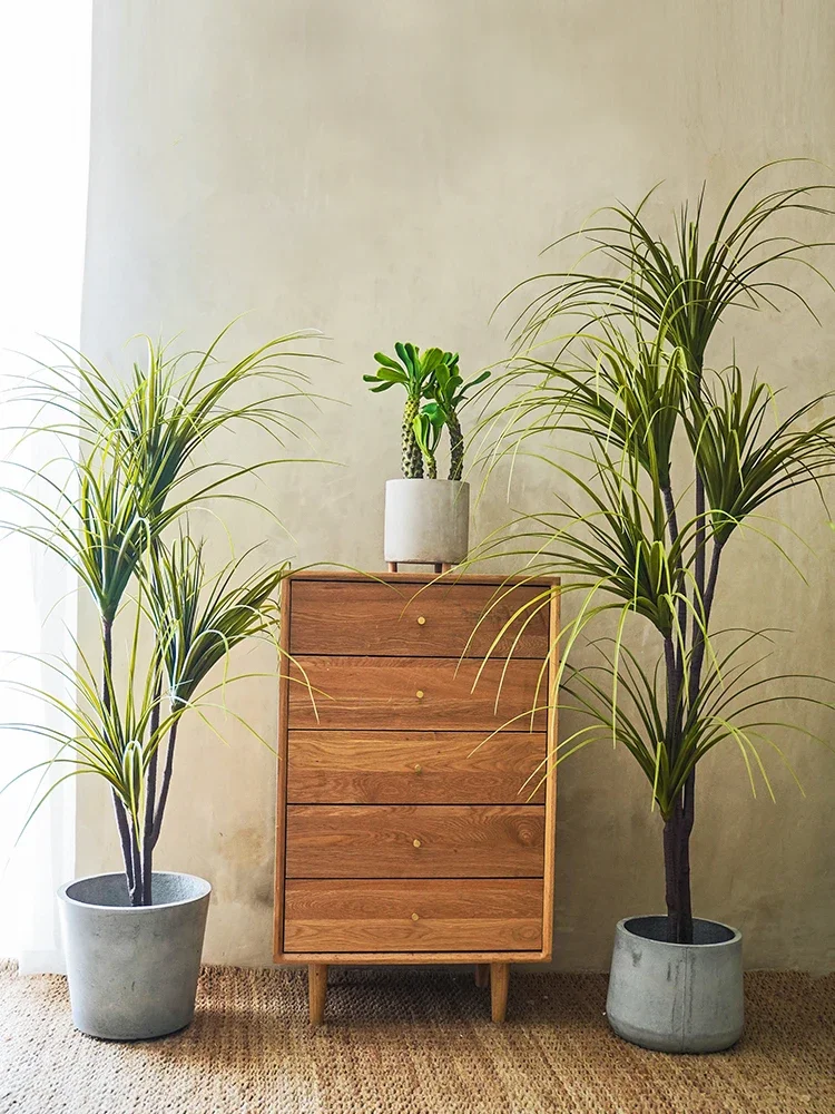 시뮬레이션 공장 Dracaena Marginata Dr - Dracaena Marginata 리뷰 및 가격