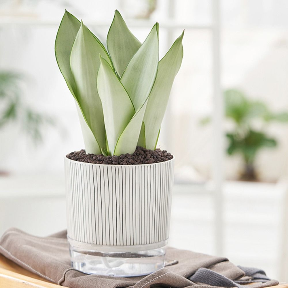 투명 자동급수 화분, 녹색 식물, 가정용 분재 장식,  - Aloe Vera Pot 리뷰 및 가격